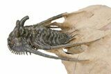 Kettneraspis Trilobite With Long Occipital -Translucent Shell #325675-6